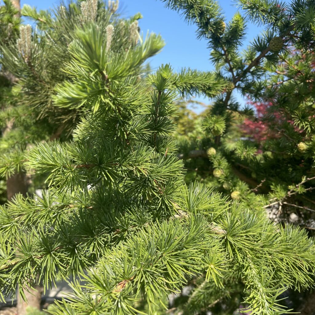 Buy Larix Kaempferi - Architectural Plants