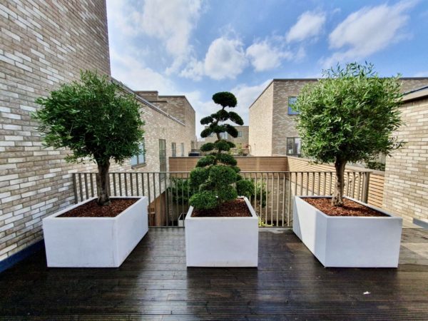 Garden Designers - UK Garden Design - Architectural Plants