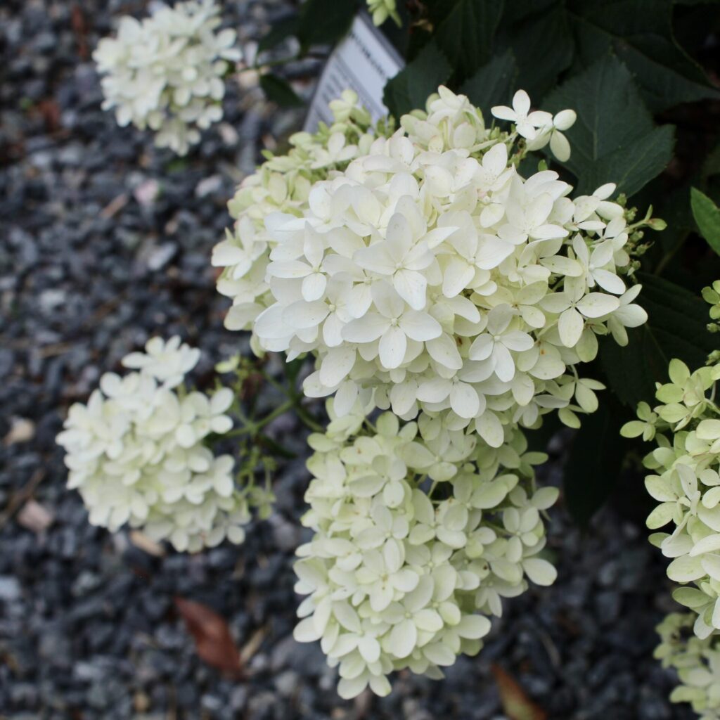 Hydrangea Paniculata 'limelight' - Uk Plants - Architectural Plants