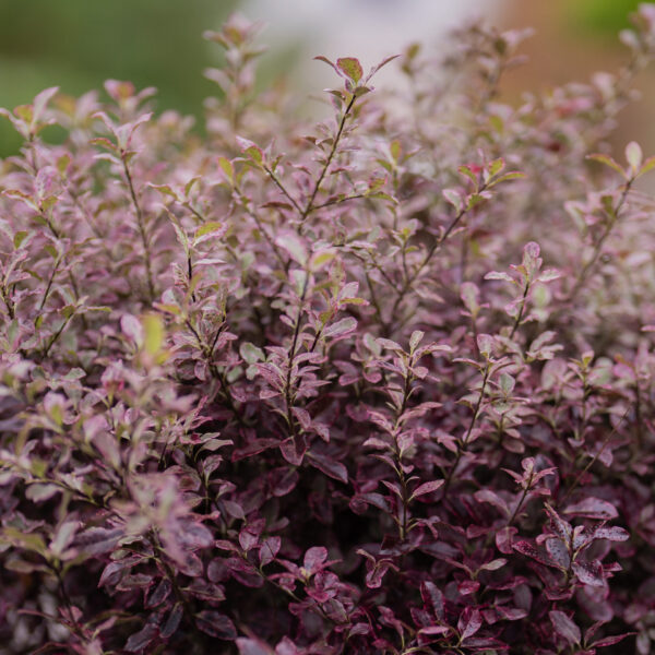 Pittosporum tenuifolium 'Bannow Bay' - Architectural Plants