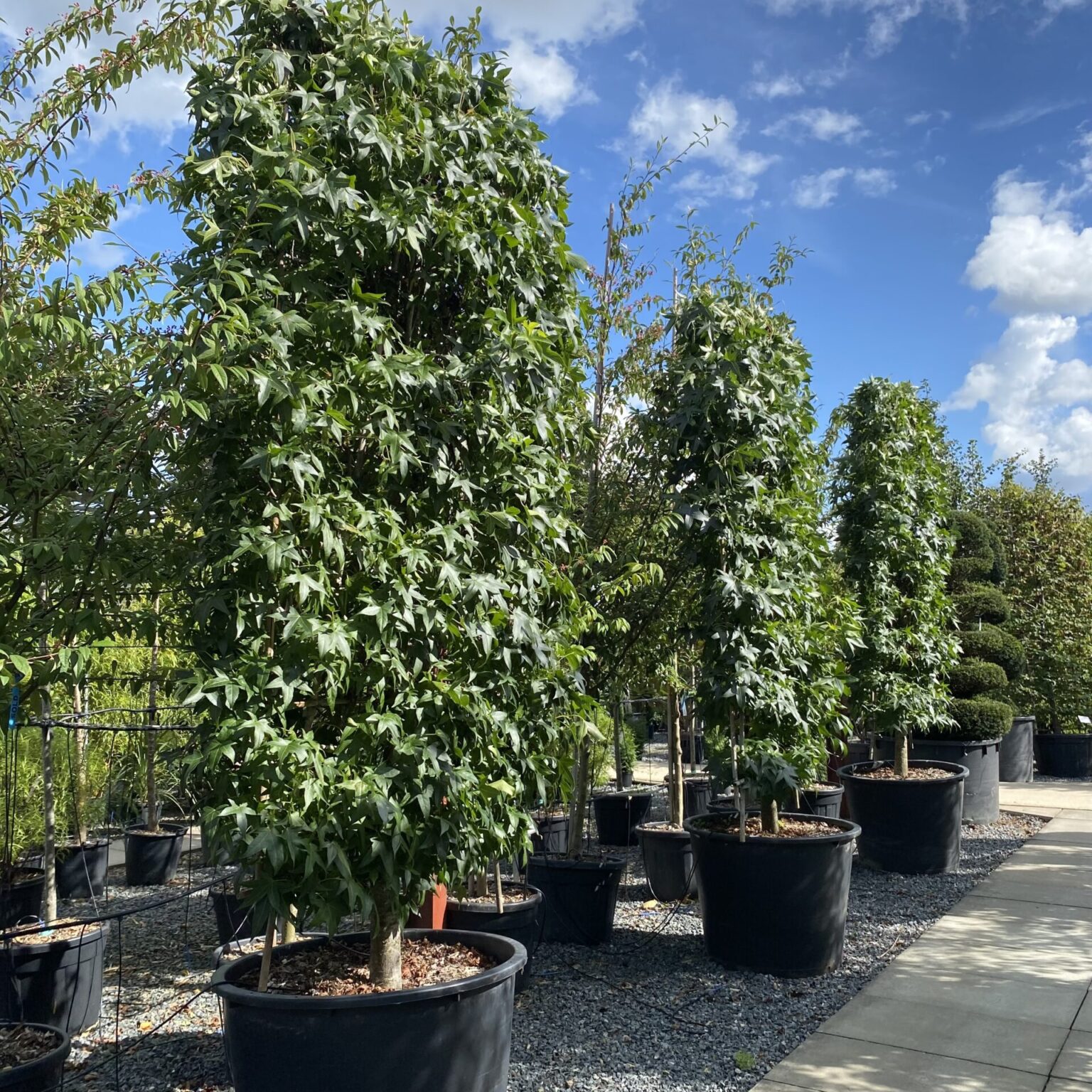 large-trees-for-sale-in-the-uk-over-30ft-architectural-plants