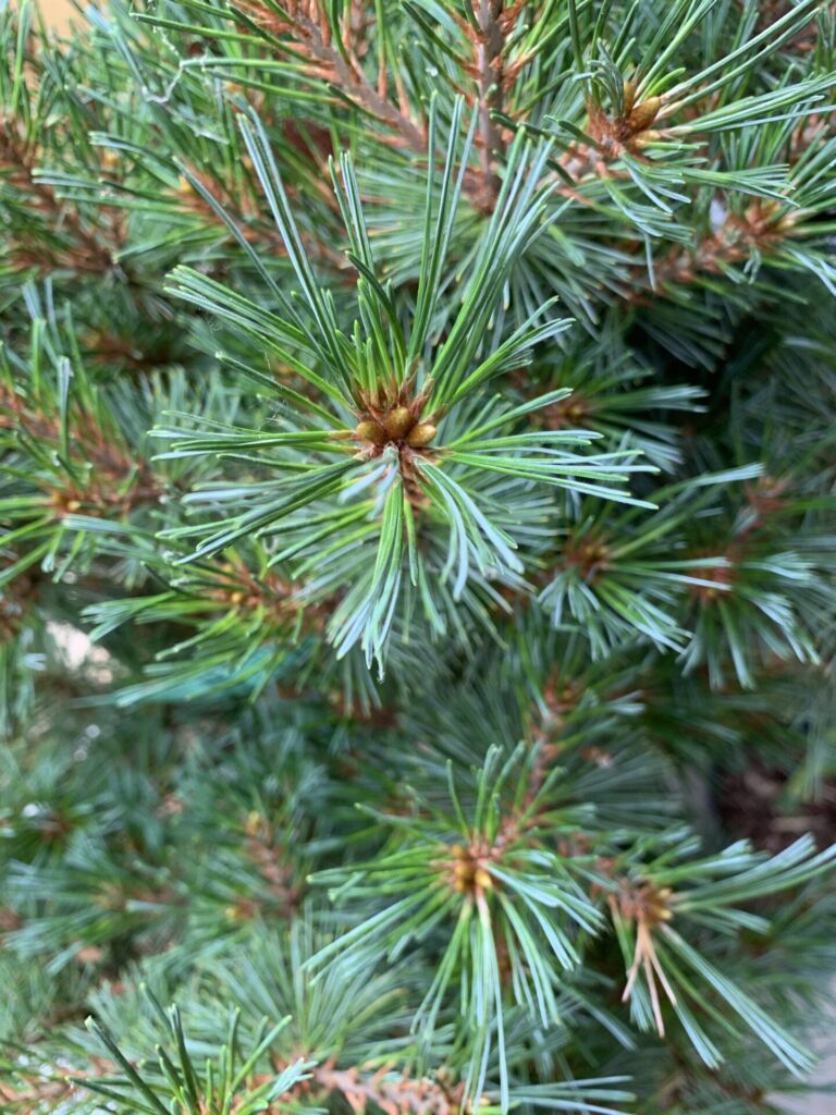 Buy Pinus strobus 'Krueger's Liliput' - Architectural Plants