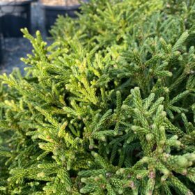 Cryptomeria 'Little Champion'