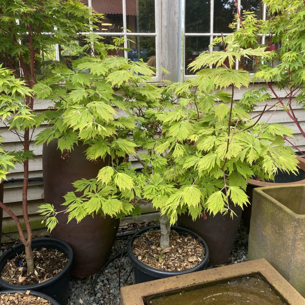 Buy Acer Japonicum Aconitifolium Full Moon Architectural Plants