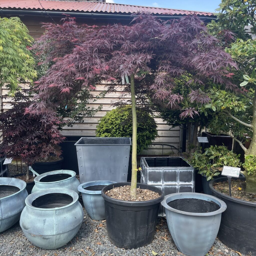 Buy Acer palmatum 'Dissectum Nigrum' - Architectural Plants