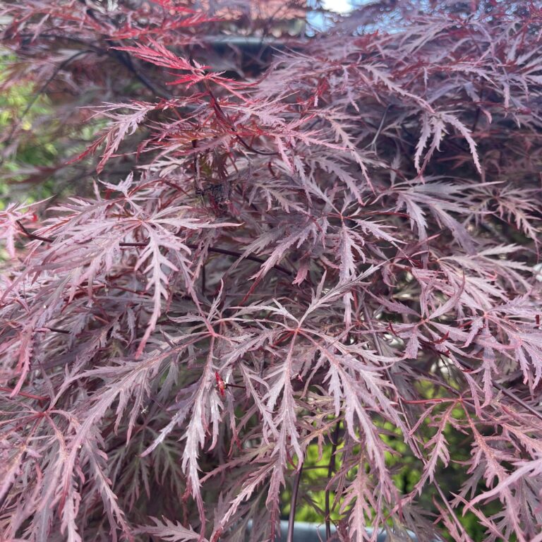 Buy Acer palmatum 'Dissectum Nigrum' - Architectural Plants