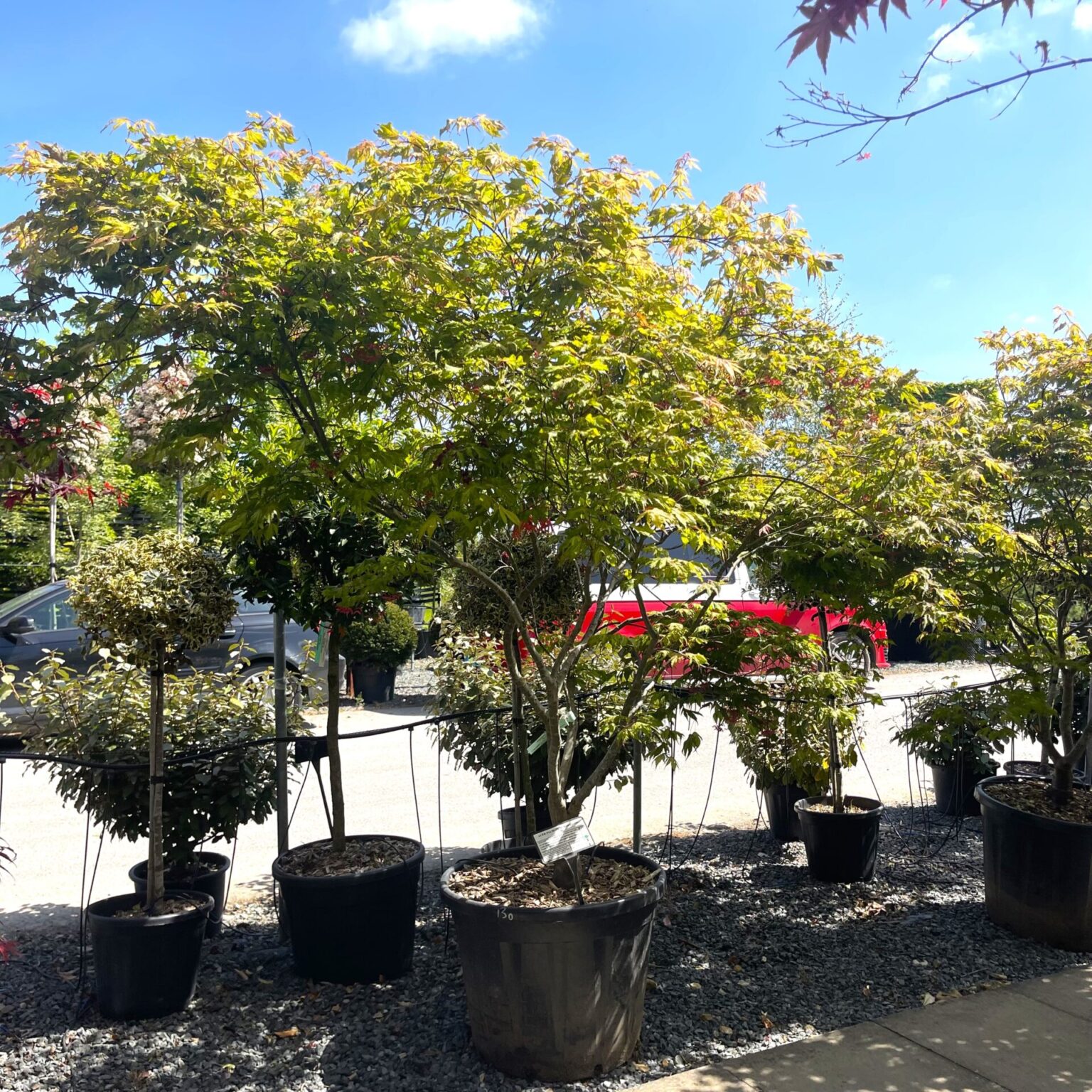 Buy Acer palmatum 'Reticulatum Red' - Architectural Plants