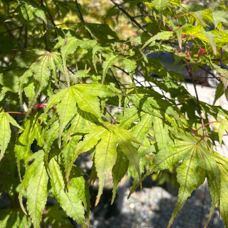 Buy Acer palmatum 'Reticulatum Red' - Architectural Plants