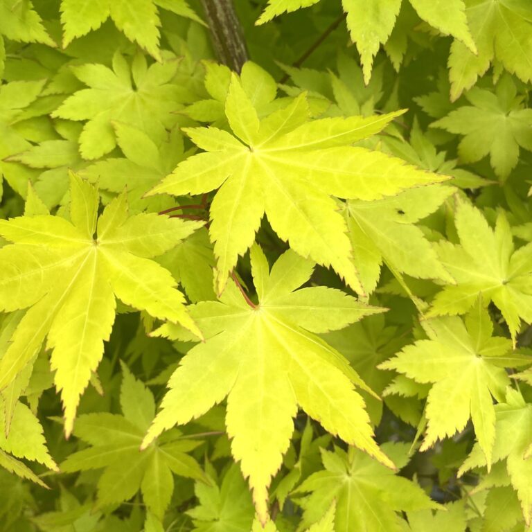 Buy Acer palmatum 'Summer Gold' - Architectural Plants