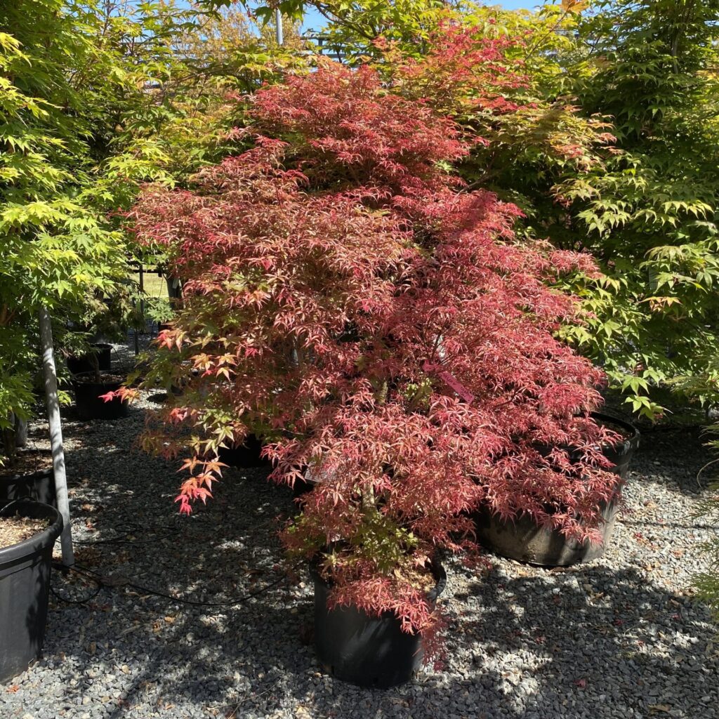 Buy Acer Palmatum Beni Komachi Architectural Plants