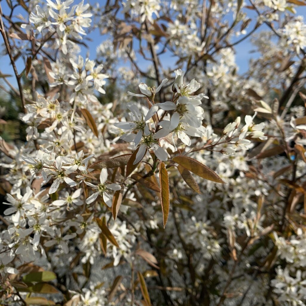 Buy Amelanchier canadensis - Architectural Plants