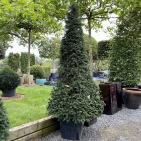 Taxus baccata - Pyramids