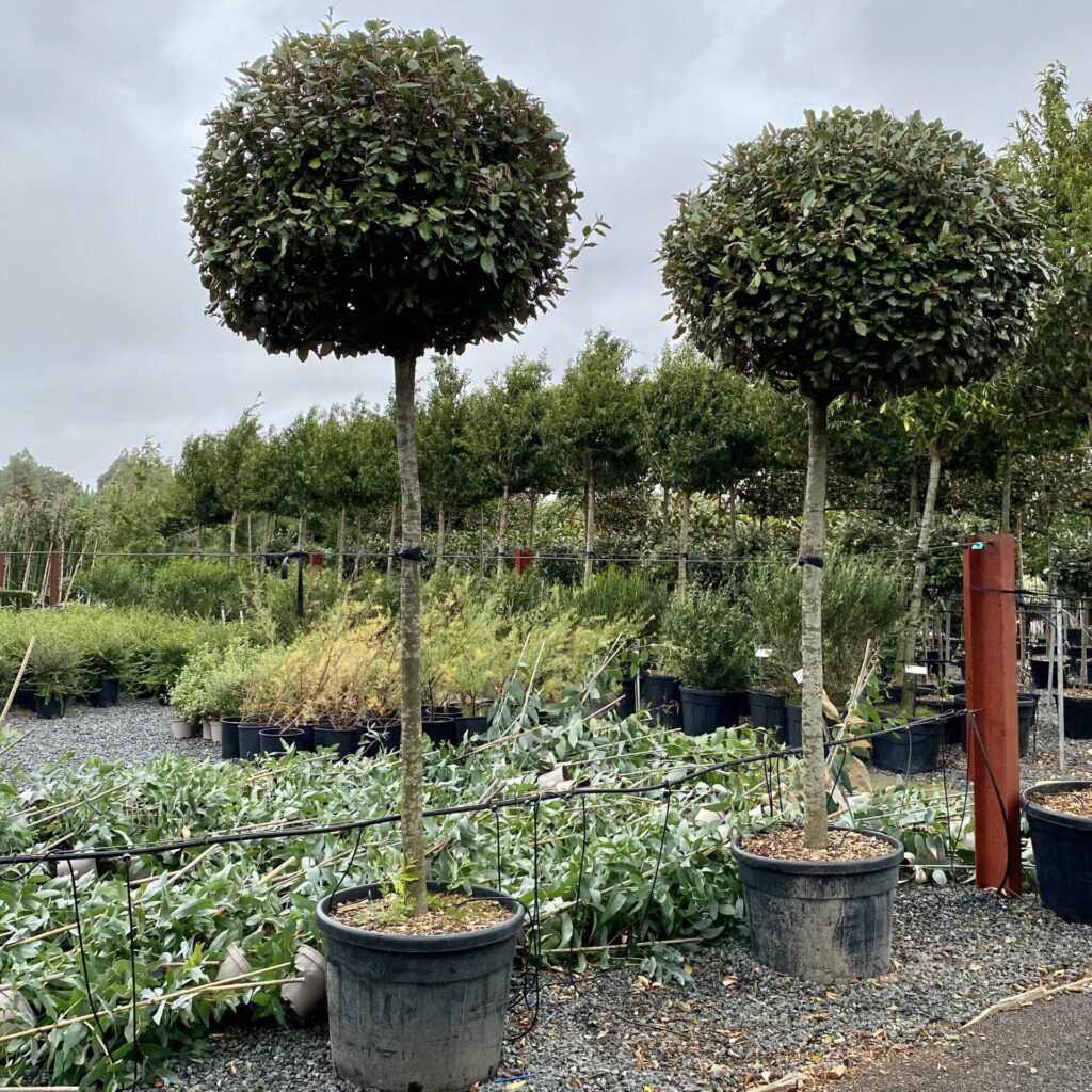 Browse Our Evergreen Plants & Trees | Architectural Plants