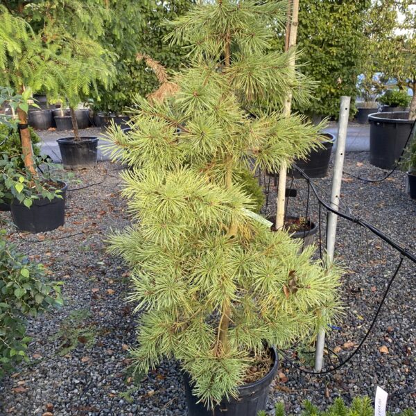 Pinus sylvestris Aurea