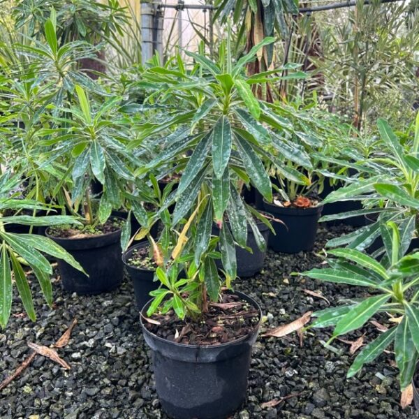 Euphorbia mellifera