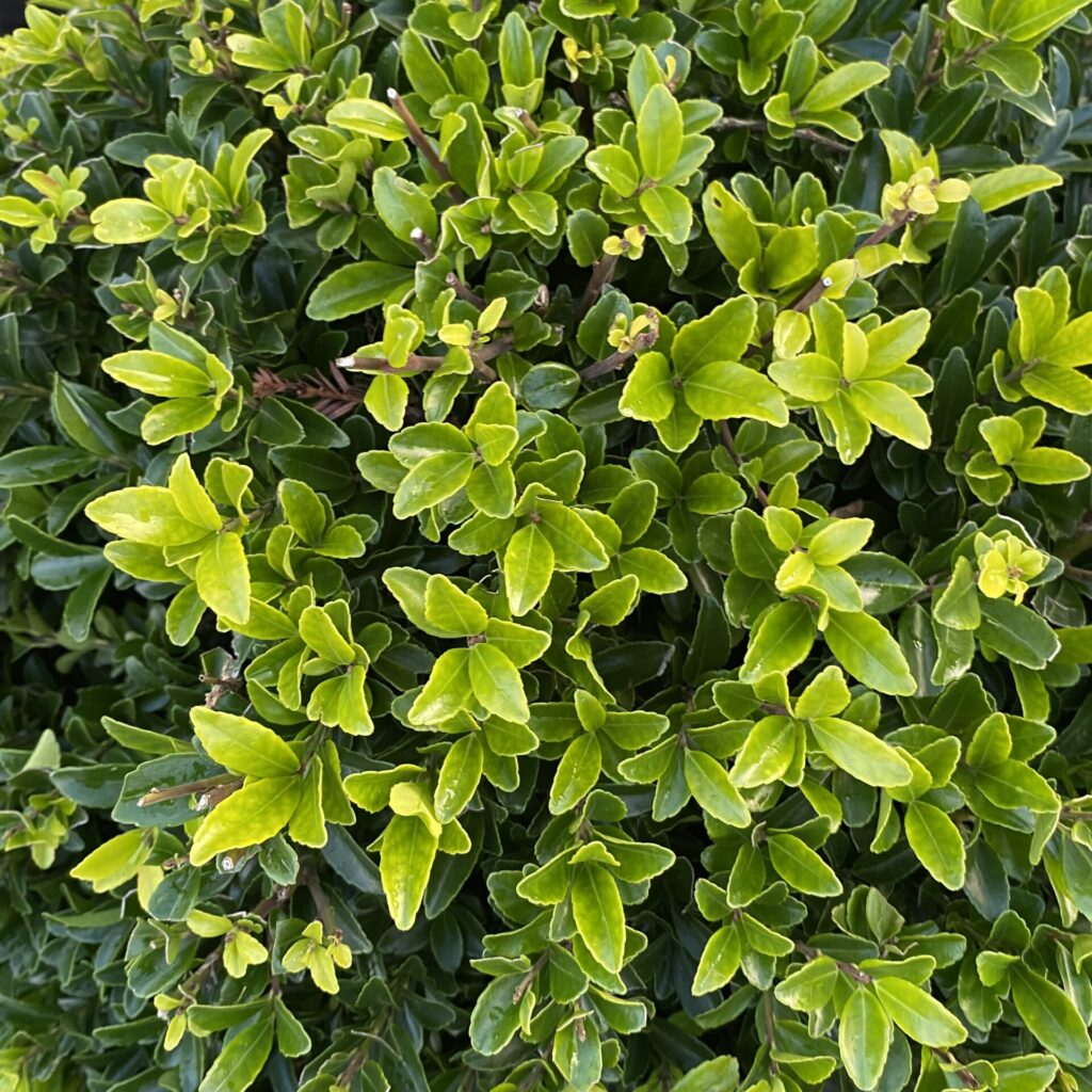 Buy Ilex maximowicziana ‘Kanehirae’ (Japanese Holly) - Architectural Plants