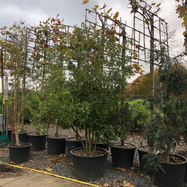 Quercus ilex - Multi Stem