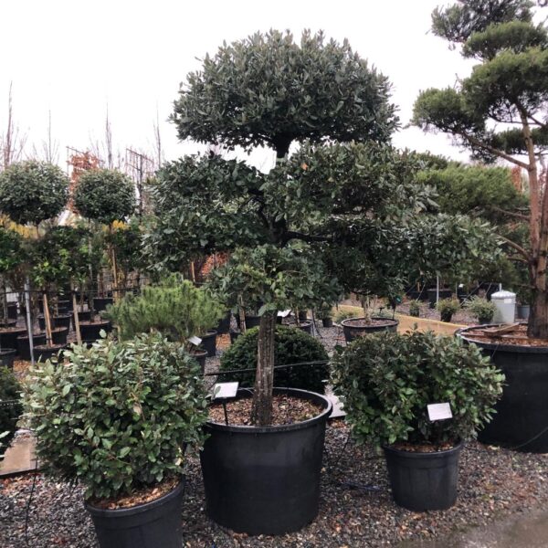 Quercus ilex - Niwaki