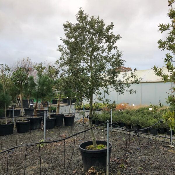 Quercus ilex - Standards