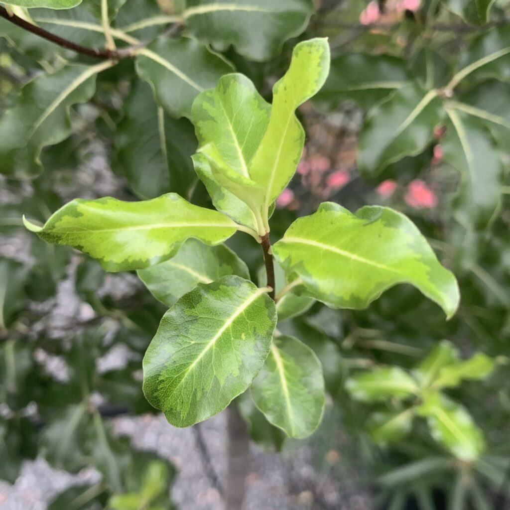 Pittosporum tenuifolium 'Gold Star' - Architectural Plants