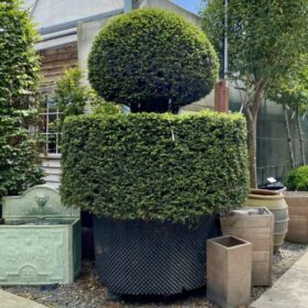 Taxus baccata - Topiary