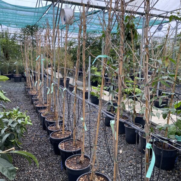 Wisteria floribunda 'Royal Purple'