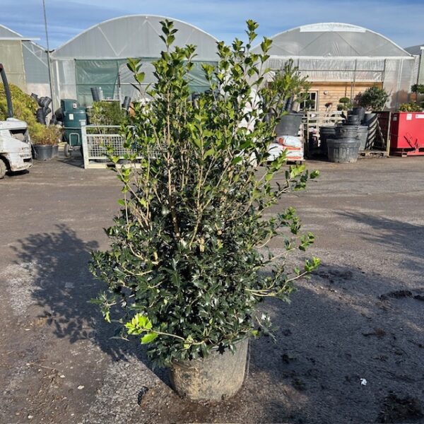 Osmanthus heterophyllus - Hedging