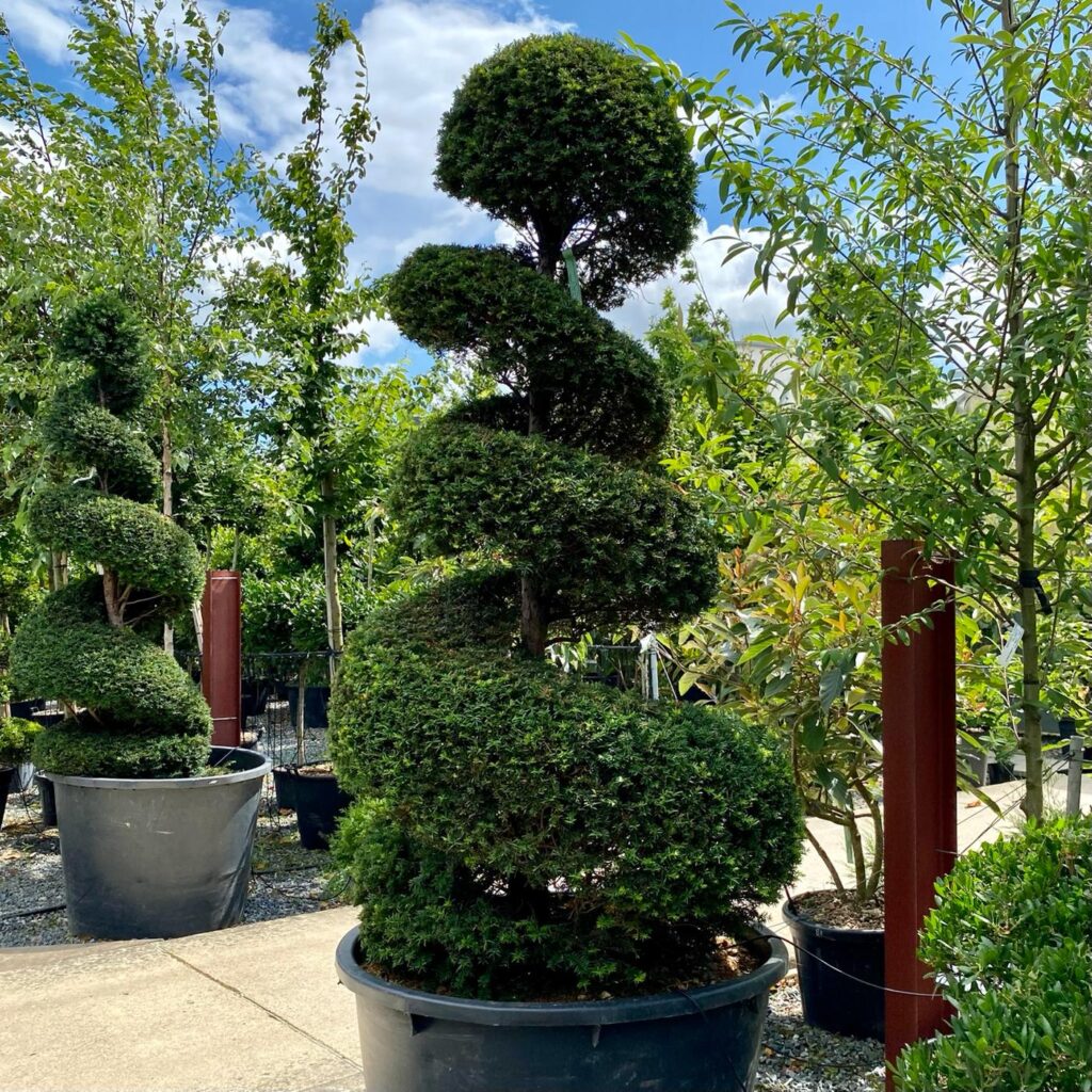 Buy Taxus Baccata Topiary - Architectural Plants