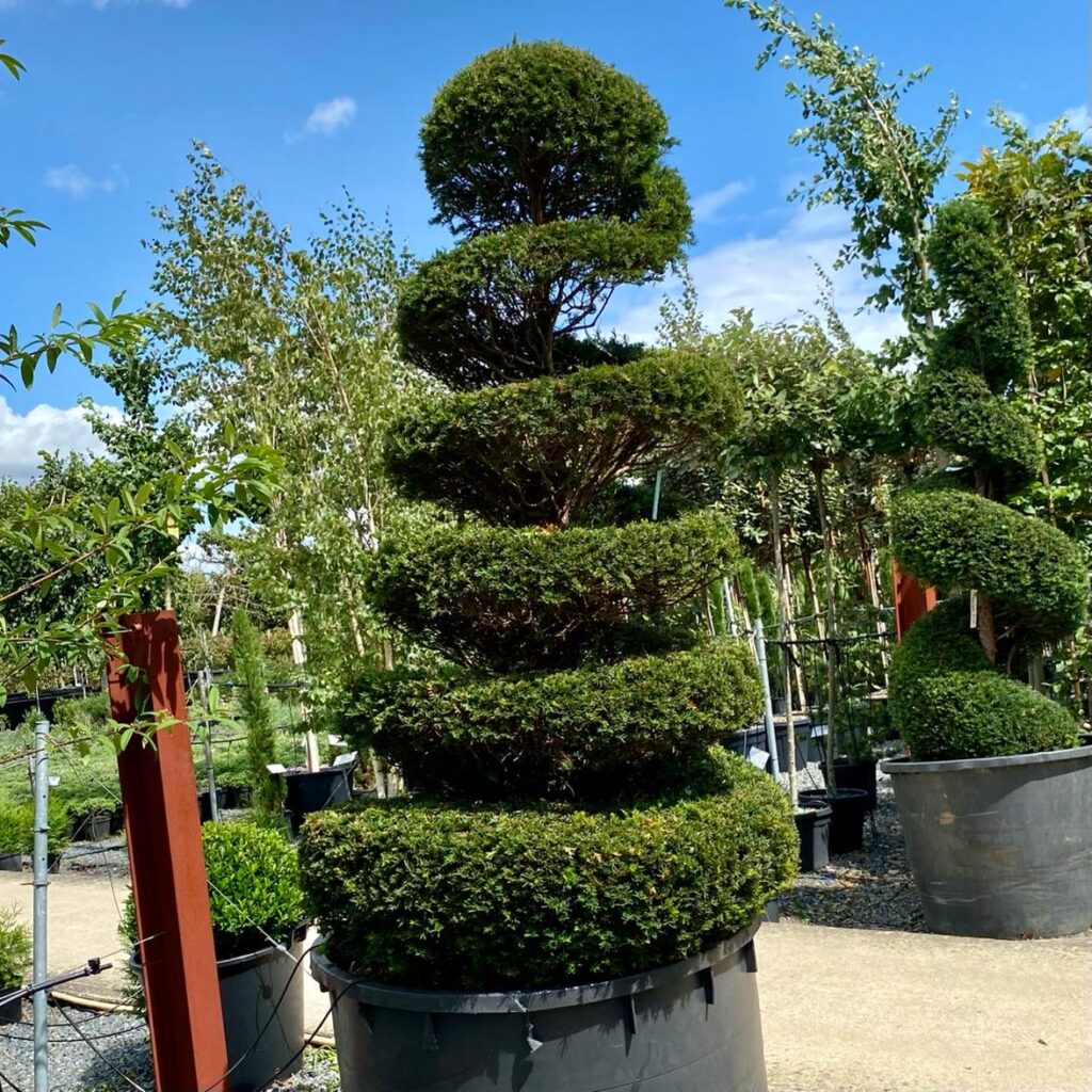 Buy Taxus Baccata Topiary - Architectural Plants