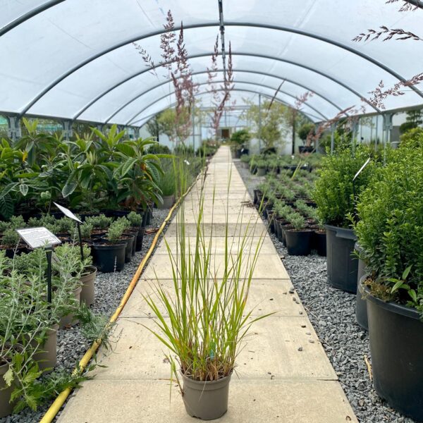 Calamagrostis 'Karl Foerster'