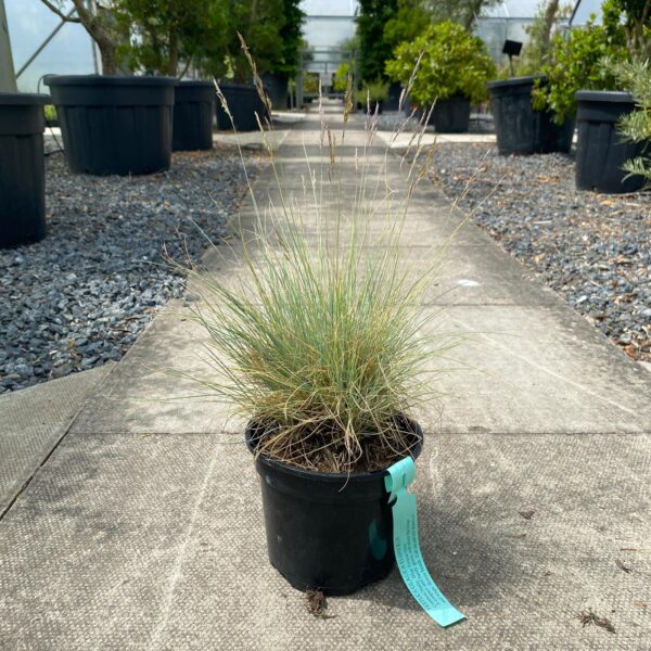 Festuca glauca 'Elijah Blue'