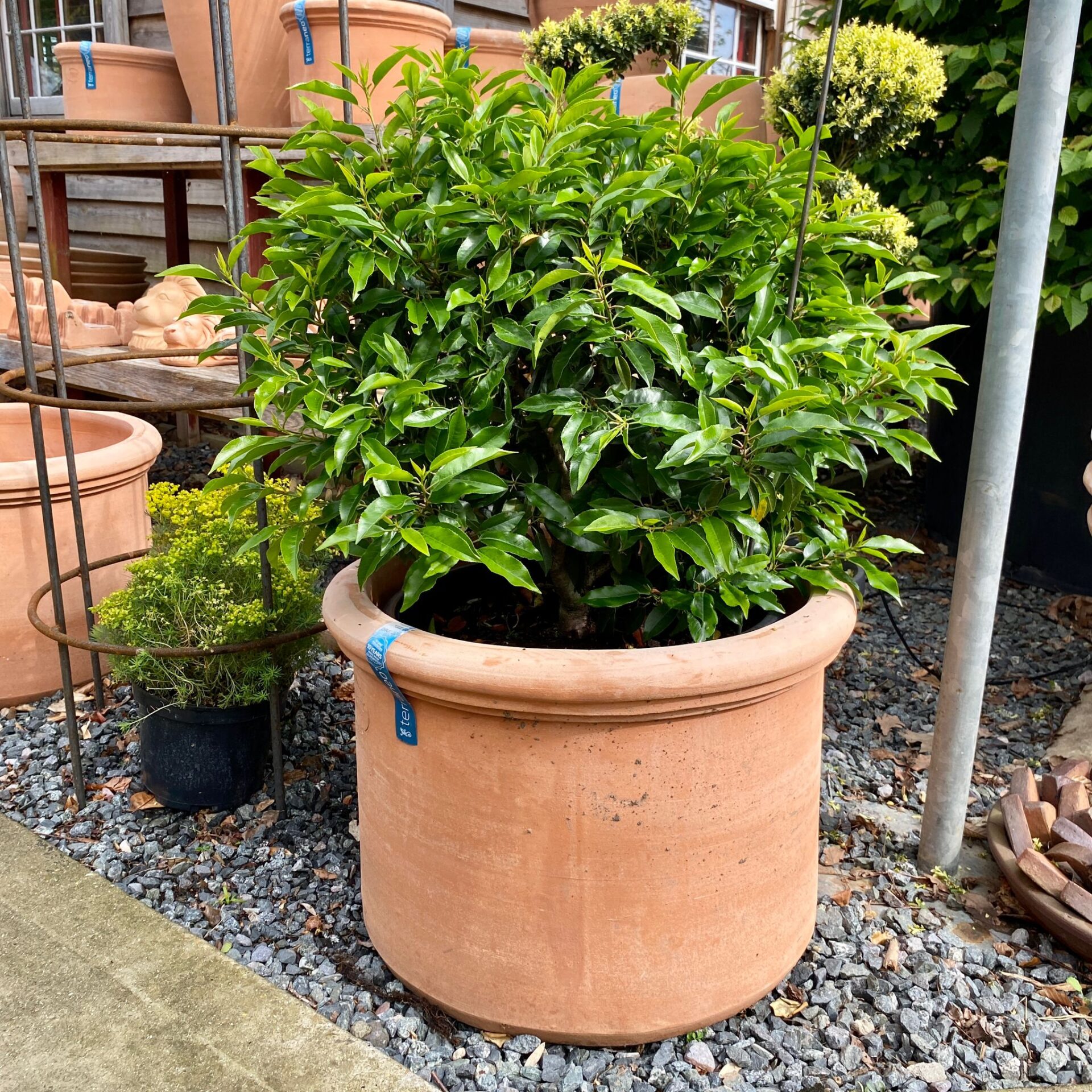 Pots For Plants – My Top Five