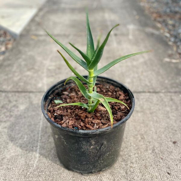 Aloe striatula