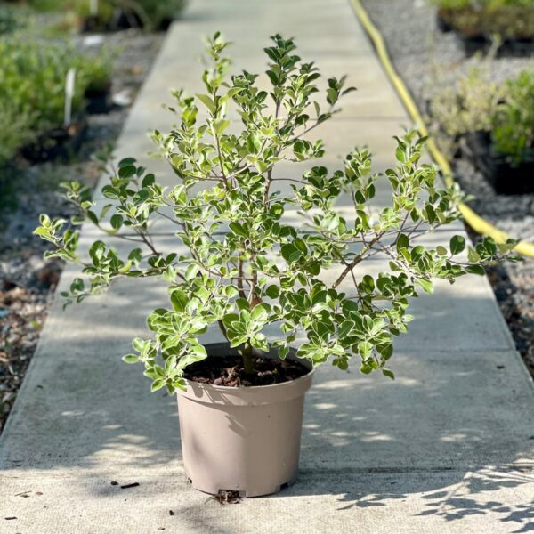 Pittosporum tenuifolium 'Stevens Island'