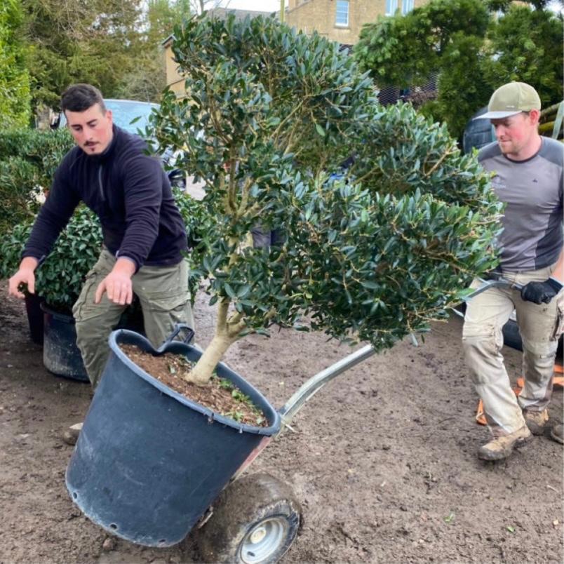 Guy’s Advice for Tree Planting