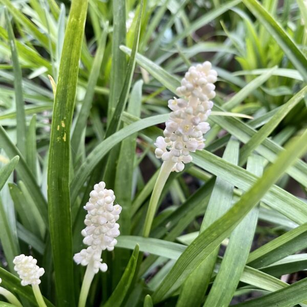 Liriope muscari 'Monroe White'