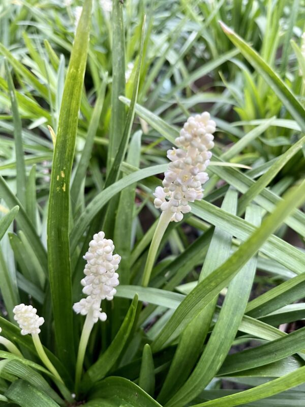 Liriope muscari 'Monroe White'