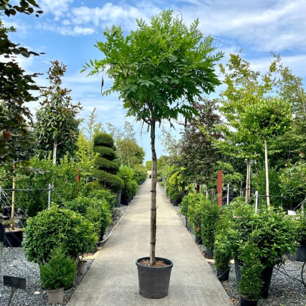 Wisteria floribunda 'Alba'