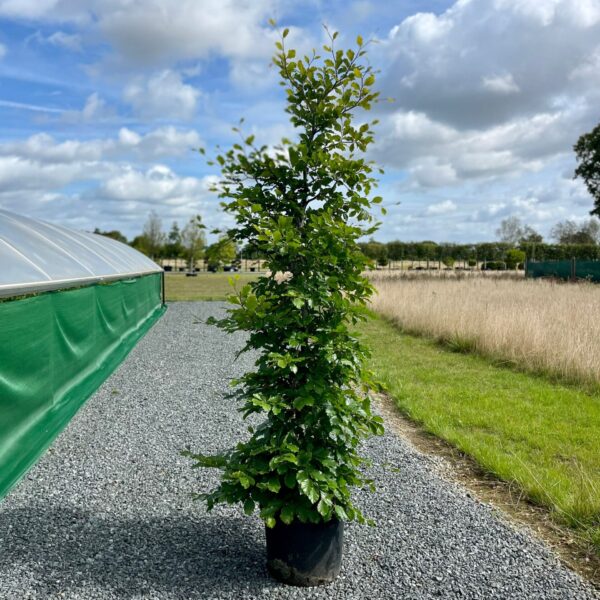 Fagus sylvatica - Hedging