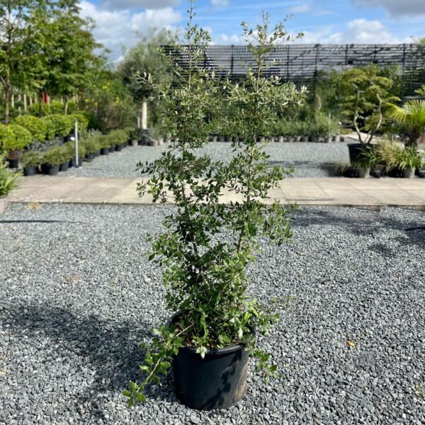 Quercus ilex - Hedging