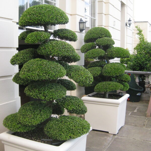 Best Topiary for Hotel Plant Hire