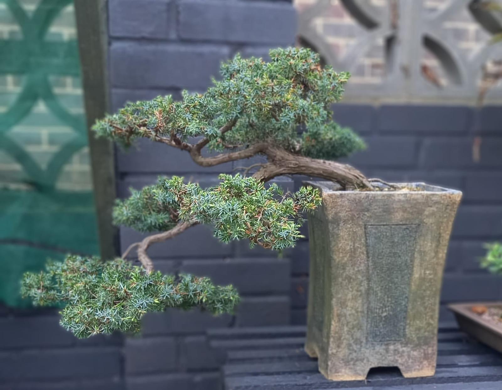 Bonsai Rescue with Phil