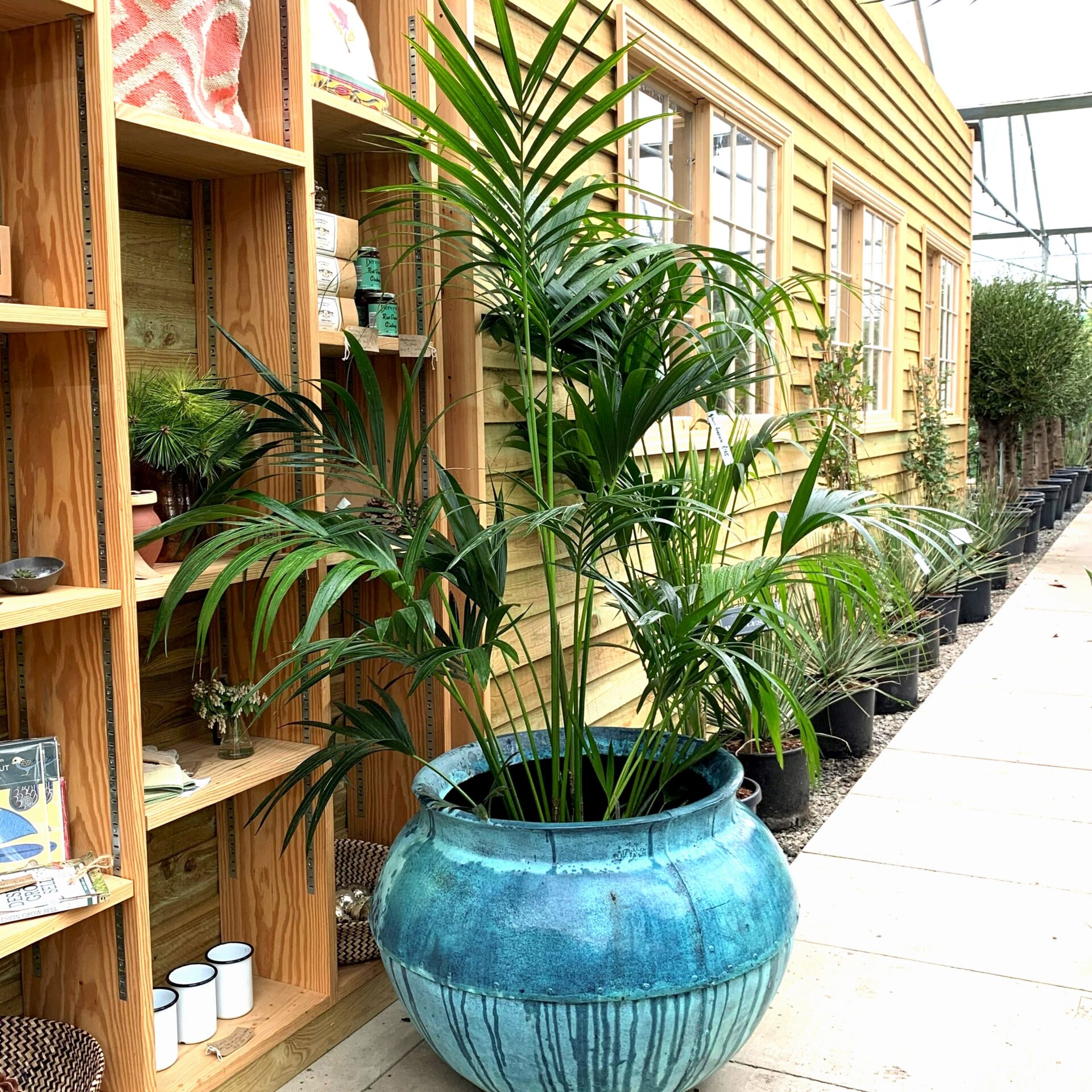 Tropical Hire Plants for Event Management