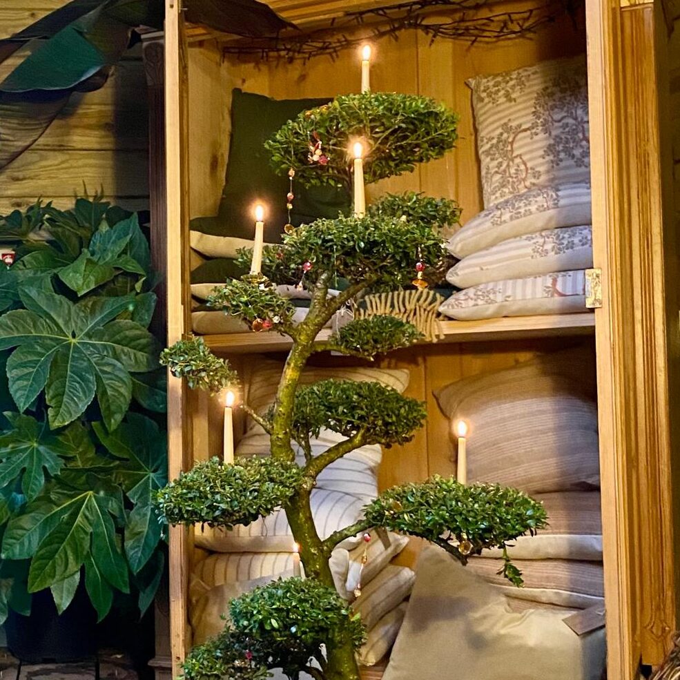 Top 4 Plants To Elevate Your Christmas Event