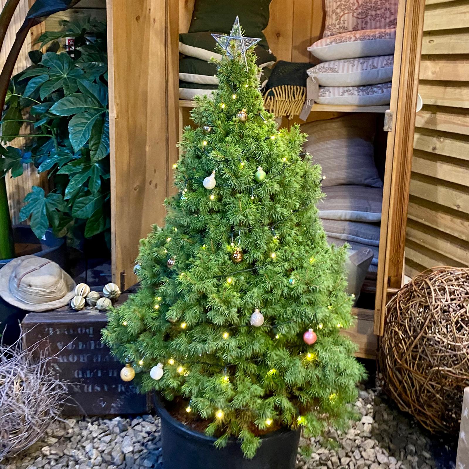 Christmas Hire Plants for Event Management