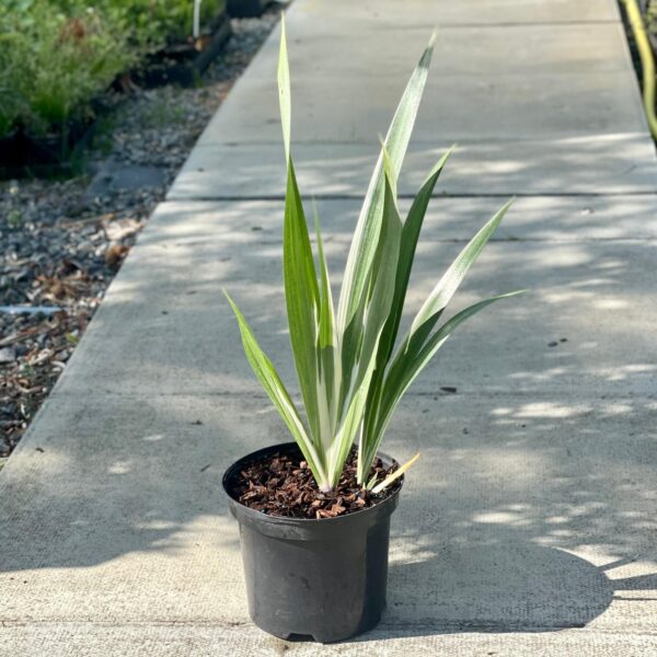 Iris japonica 'Variegata'