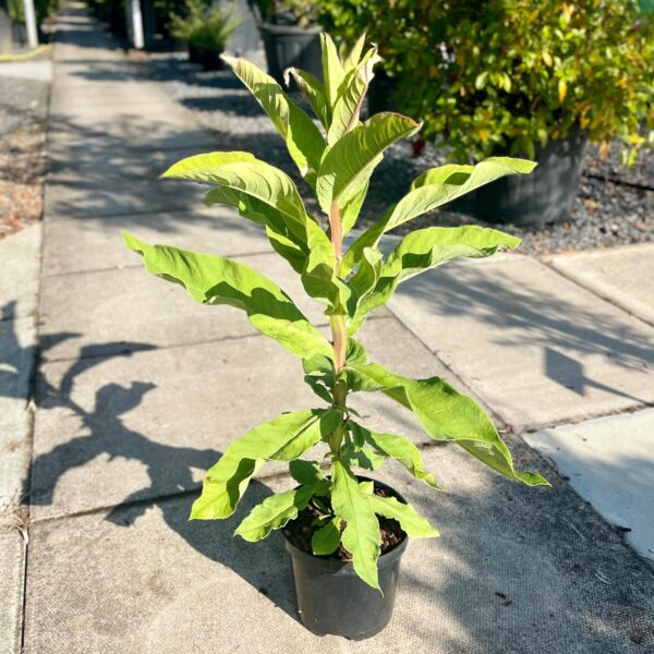 Lobelia tupa (Devil's Tobacco)