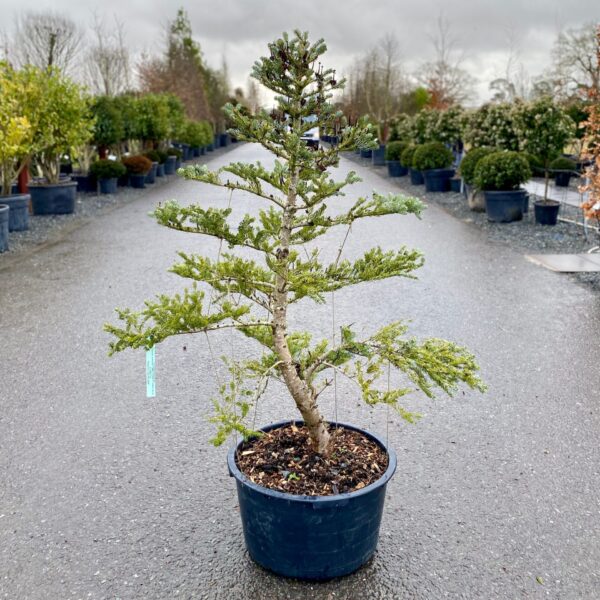 Abies koreana 'Silver Show'